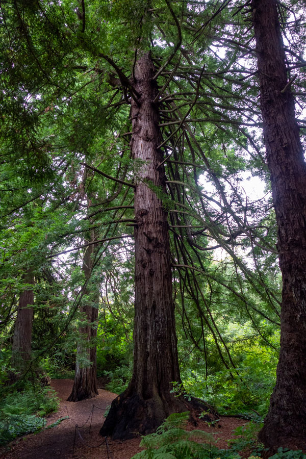 Redwood Grove Garden