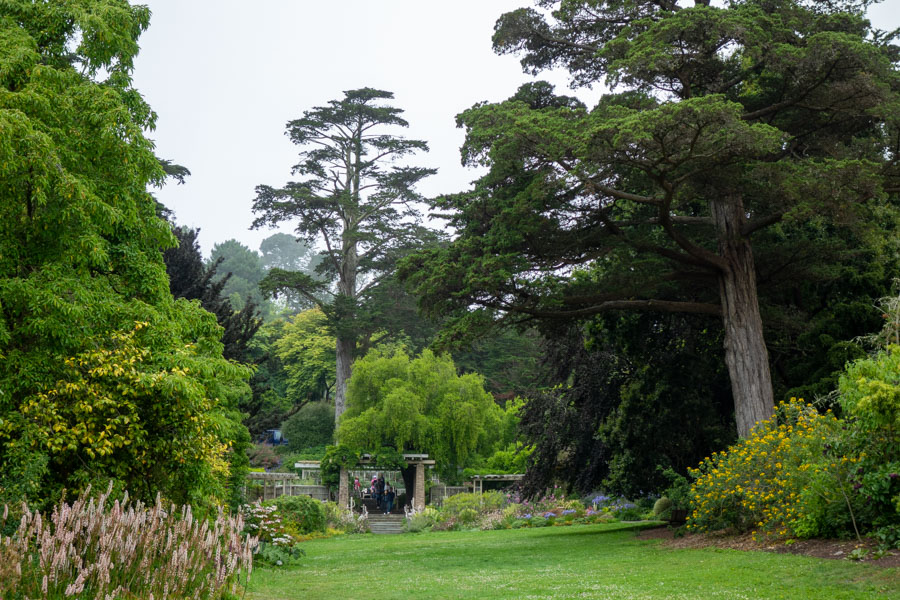 Camellia Garden