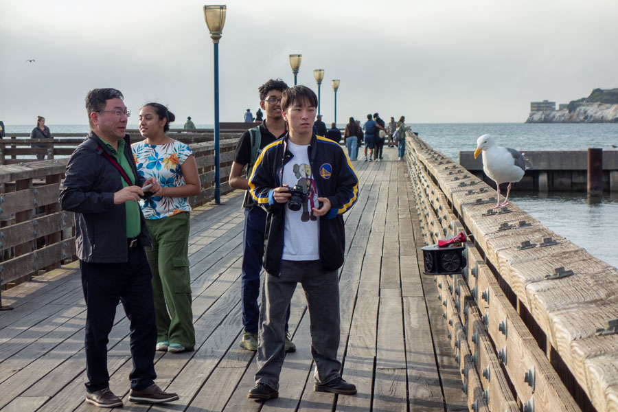 Birdwatching on Pier 41