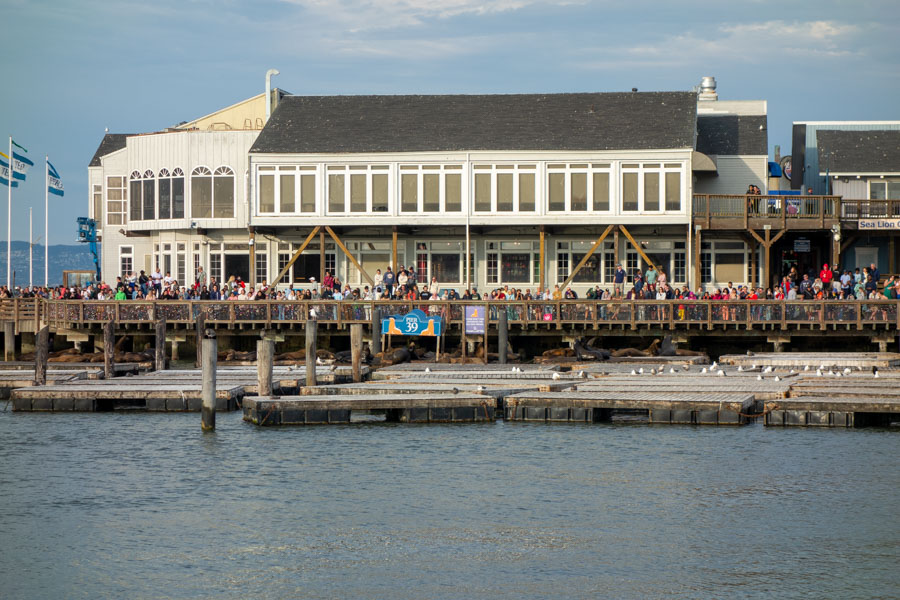 Sea Lions from a safe distance