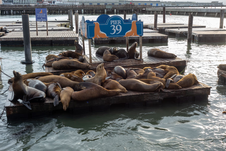 Pier 39 Sea Lions