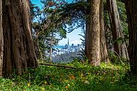 Transamerica through The Presidio